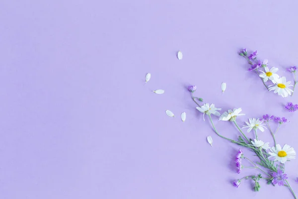 Дикие Цветы Фиолетовом Фоне Бумаги — стоковое фото