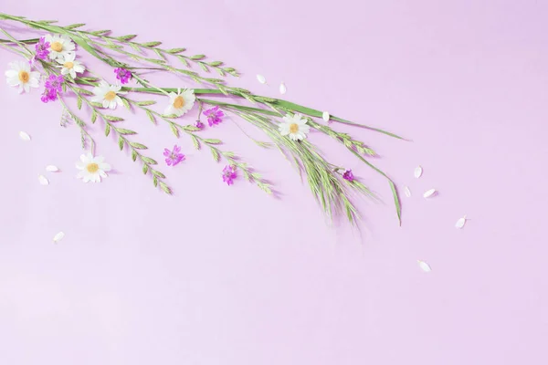 Дикие Цветы Фиолетовом Фоне Бумаги — стоковое фото