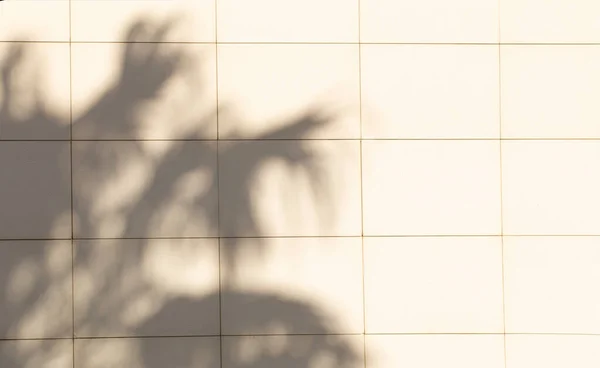 Фон Тени Пальмовых Листьев Стене Солнечном Свете — стоковое фото