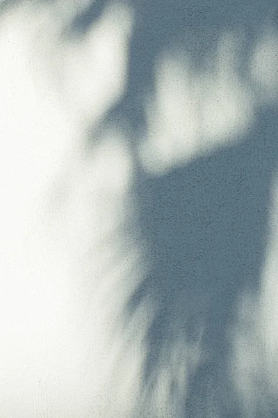 Фон Тіней Пальмового Листя Стіні Сонячному Світлі — стокове фото
