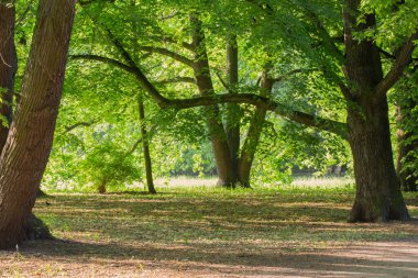 Güneşin altında ağaçlarla güzel bir yaz manzarası