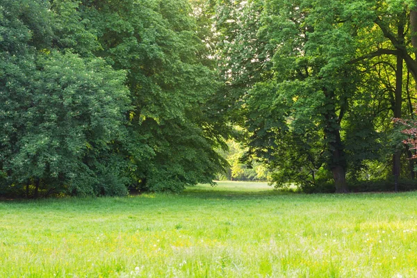 Prachtig Zomers Landschap Met Bomen Zonlicht — Stockfoto