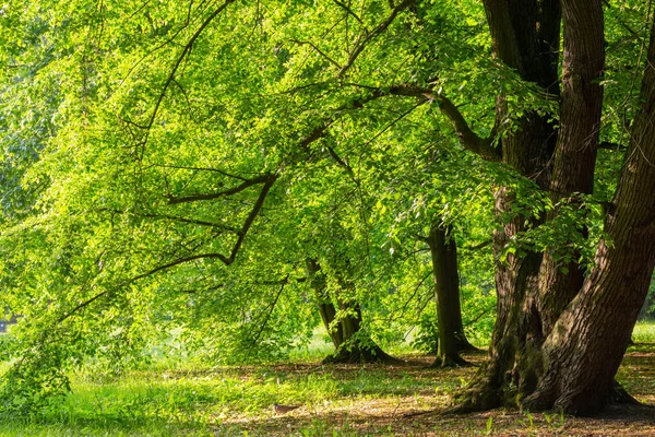 Vackert Sommarlandskap Med Träd Solljus — Stockfoto