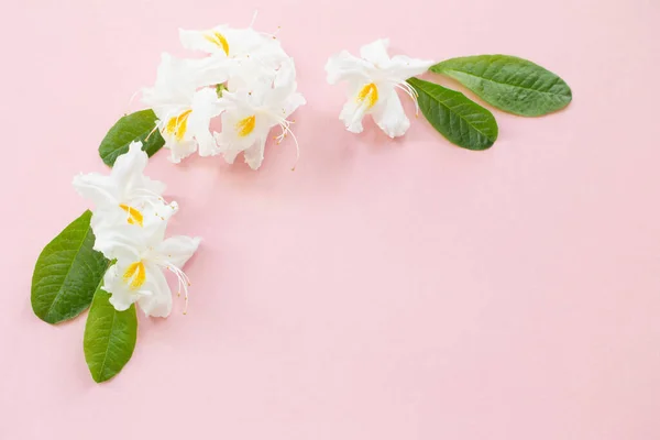 Fehér Virágok Rózsaszín Papír Háttér — Stock Fotó