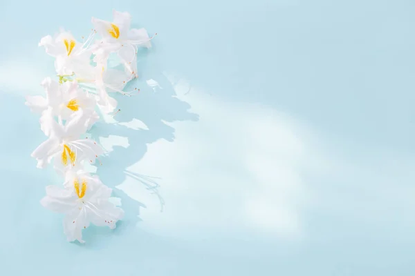 Piękne Białe Kwiaty Niebieskim Tle Słońcu — Zdjęcie stockowe