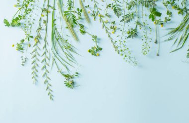 mavi kağıt arkaplanda yabani bitkiler