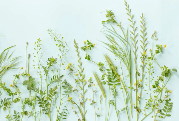 緑の紙の背景にある野生植物 — ストック写真