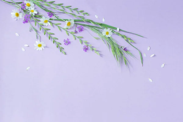 紫纸背景的野花 — 图库照片