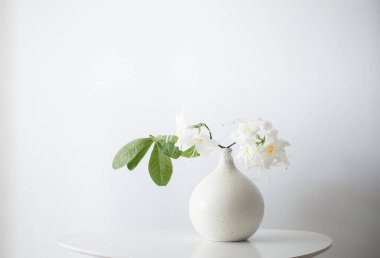 Beyaz arkaplanda vazoda beyaz rhododendrom