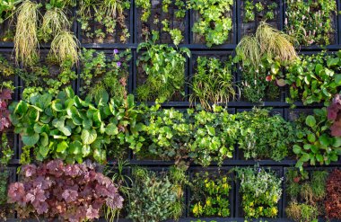 Şehir duvarında güneş ışığı altında tırmanma tesisleri