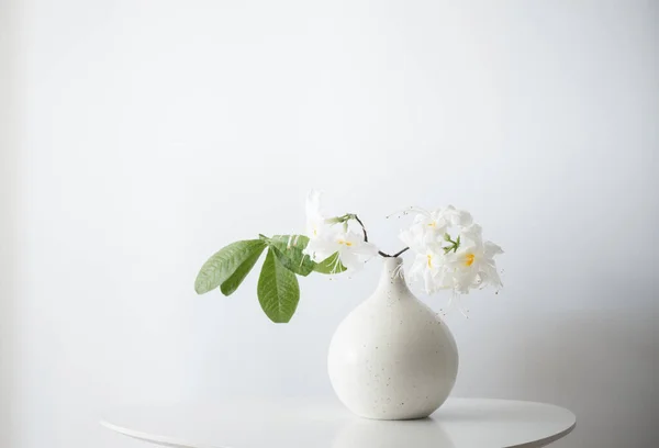 Rhododendrom Blanc Dans Vase Sur Fond Blanc — Photo