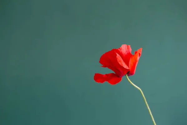 Yeşil Arkaplanda Kırmızı Haşhaş — Stok fotoğraf