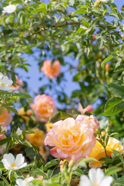 Tło Żółtych Różowych Róż Świetle Słonecznym — Zdjęcie stockowe