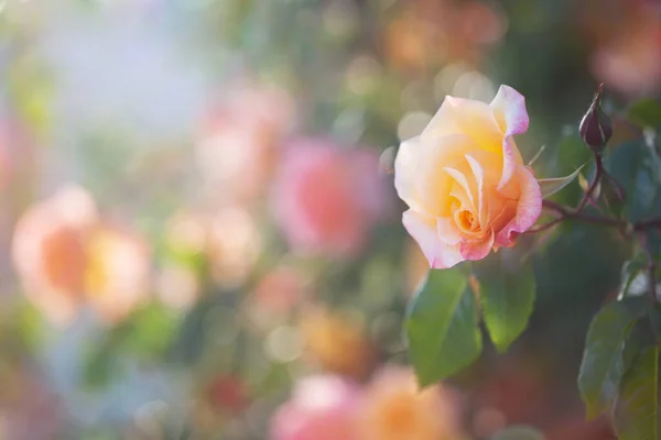 太陽の光の下で黄色とピンクのバラが — ストック写真