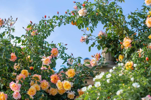 蓝天上美丽的黄色和粉色玫瑰 — 图库照片