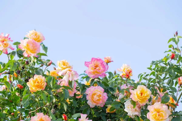 Piękne Żółte Różowe Róże Błękitnym Niebie — Zdjęcie stockowe