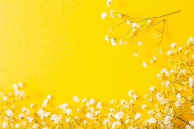 Sarı arka planda beyaz Gypsophila çiçekler