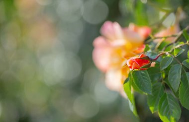 # Güneş ışığında sarı ve pembe güller #