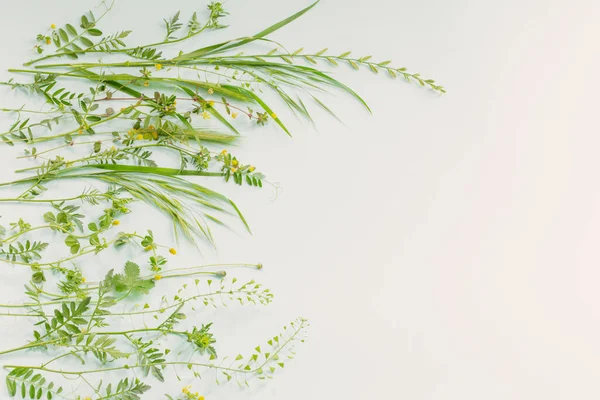 Wilde Planten Groenboek Achtergrond — Stockfoto
