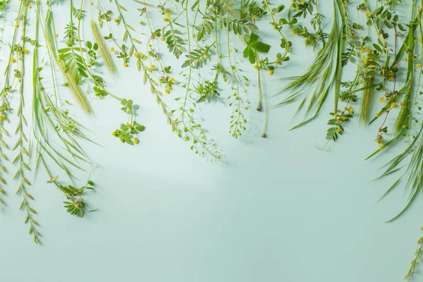 Wildpflanzen Auf Grünem Papier Hintergrund — Stockfoto