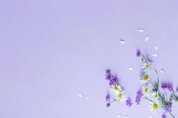 Divoké Květiny Fialovém Papíře Pozadí — Stock fotografie