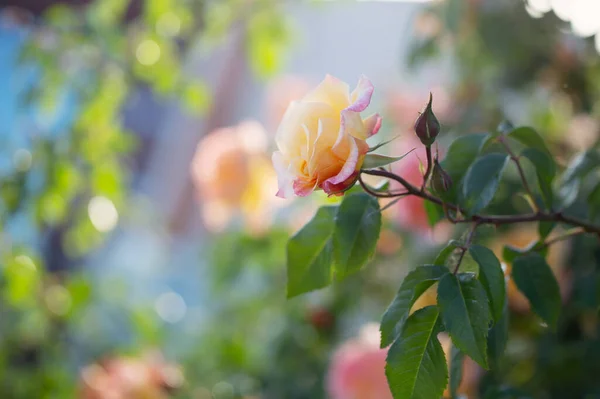 Żółte Różowe Róże Słońcu Zbliżenie — Zdjęcie stockowe