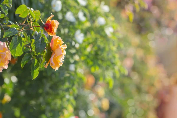 Κίτρινα Και Ροζ Τριαντάφυλλα Στο Φως Του Ήλιου Κοντά — Φωτογραφία Αρχείου