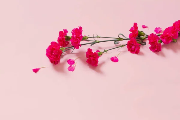 Roze Anjer Bloemen Roze Achtergrond — Stockfoto