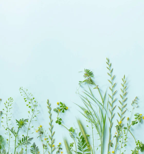 Vilda Växter Grönboken Bakgrund — Stockfoto
