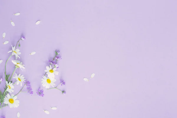 紫纸背景的野花 — 图库照片