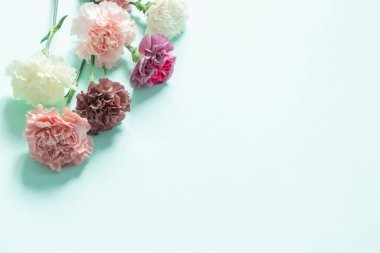 karanfil çiçekleri yeşil kağıt arka planda