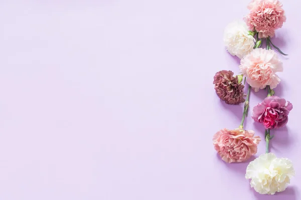 Carnation Flowers Purple Paper Background — Stock Photo, Image