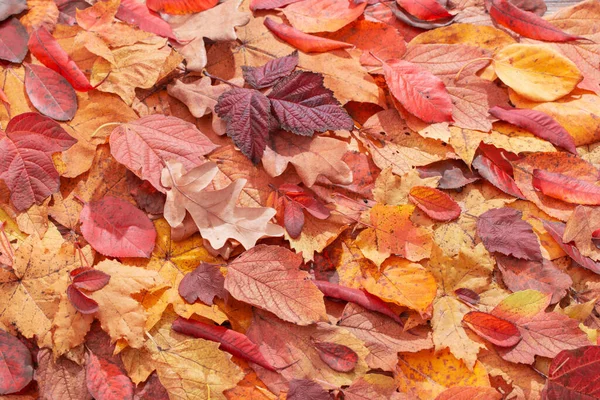 Fundo Outono Com Folhas Outonais Coloridas — Fotografia de Stock
