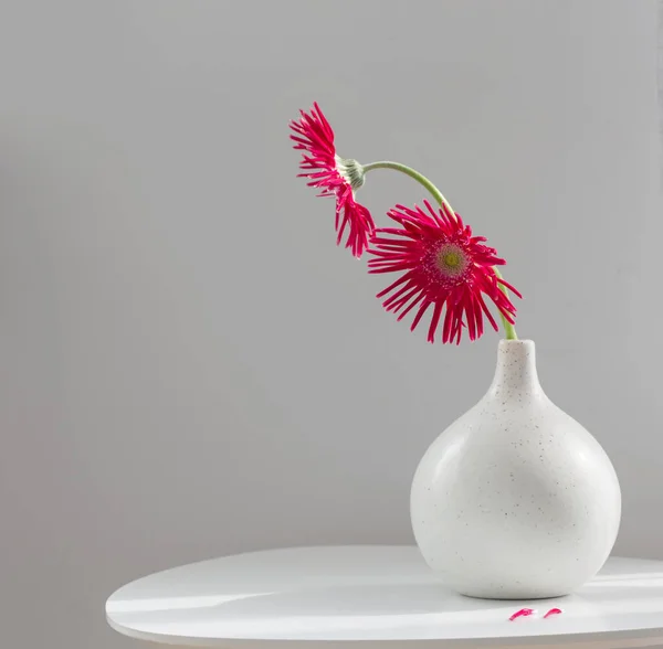 Gerber Violet Vase Céramique Blanche Sur Fond Gris — Photo