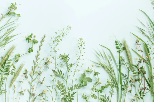 stock image wild plants on green paper background