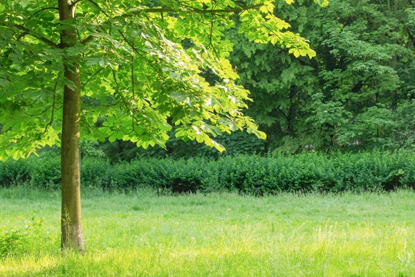 Красивий Літній Пейзаж Деревами Сонячному Світлі — стокове фото