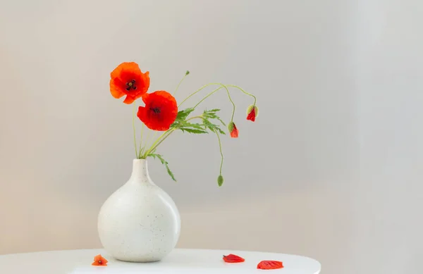 red poppies in vase on white background