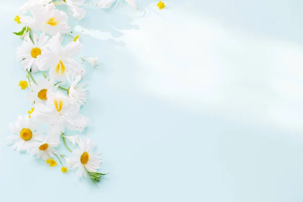 Літні Квіти Сонячному Світлі Синьому Фоні — стокове фото