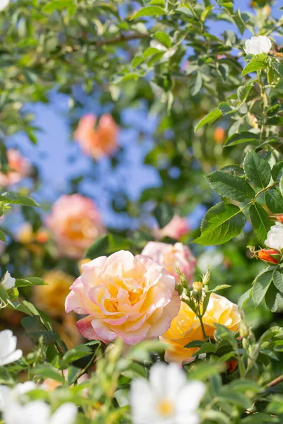 Hintergrund Von Gelben Und Rosa Rosen Sonnenlicht — Stockfoto