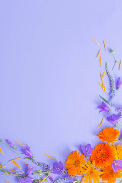 Sommerblumen Auf Violettem Papier Hintergrund — Stockfoto