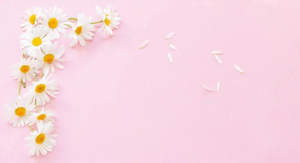 White Chamomile Flowers Pink Background Sunlight — Stock Photo, Image