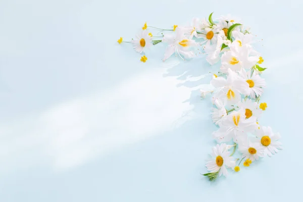 Flores Camomila Branca Fundo Azul Luz Solar — Fotografia de Stock