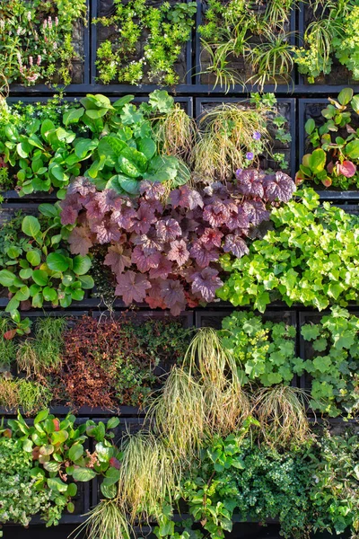 City Wall Climbing Plants Sunlight — Stock Photo, Image