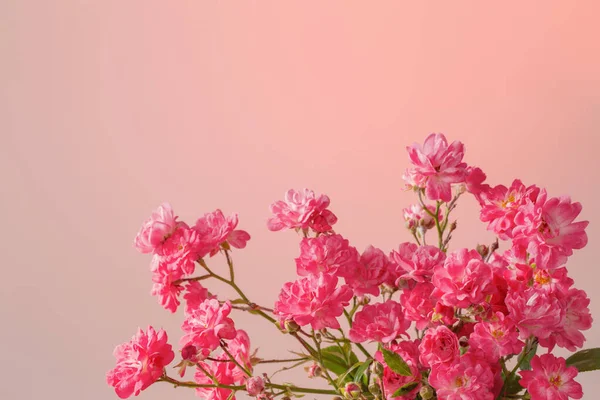 Letní Růžové Růže Růžovém Pozadí — Stock fotografie