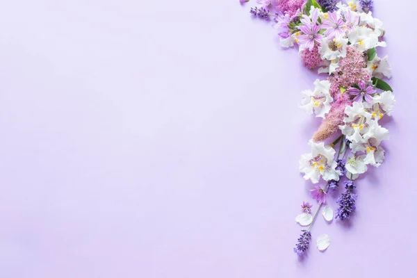紫色背景的白色和紫色花朵 — 图库照片