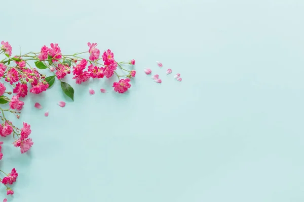 青い紙の背景にピンクのバラ — ストック写真