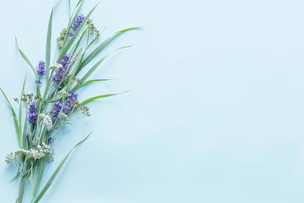 青い背景の野生の花や植物 — ストック写真