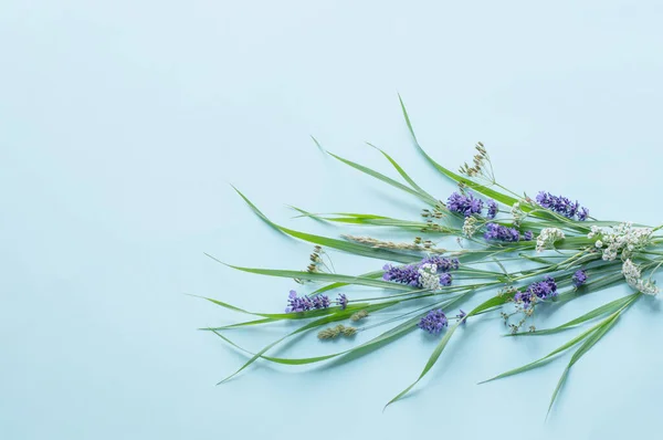 Divoké Květiny Rostliny Modrém Pozadí — Stock fotografie