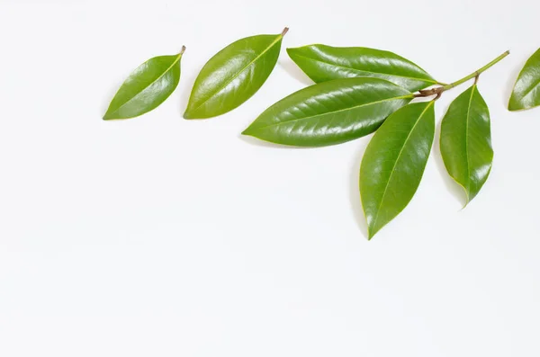Folhas Verdes Tropicais Sobre Fundo Branco — Fotografia de Stock