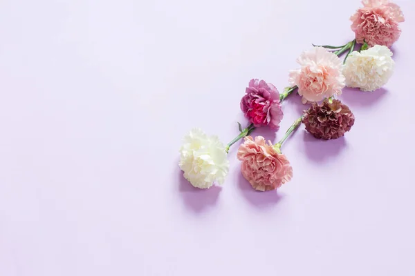 Oeillet Fleurs Sur Fond Papier Violet — Photo